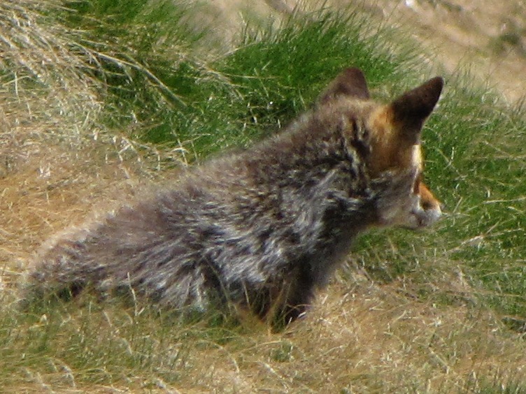 Tra i cervi, uno strano animale; urge identificatore